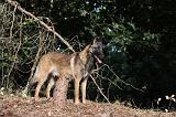 MALINOIS 092